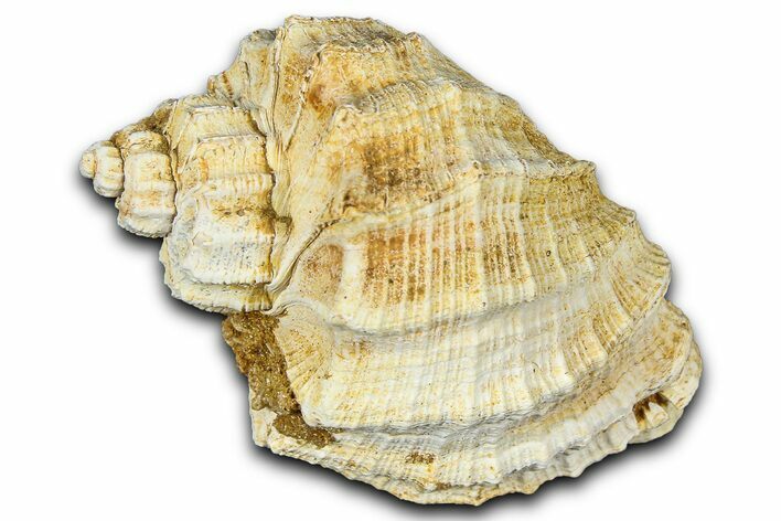 Miocene Fossil Nutmeg Snail (Trigonostoma) Shell - France #365481